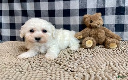 Bichon Frise dogs for sale: Blossom - Image 4