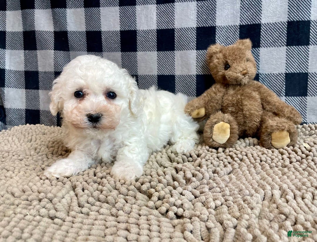 Bichon Frise dogs for sale: Blossom - Image 4
