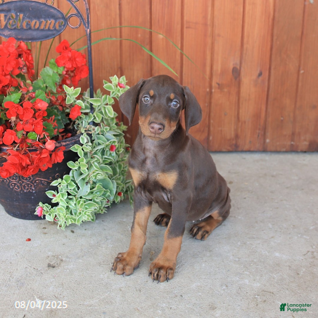 Doberman Pinscher dogs for sale: Daisy - Image 4