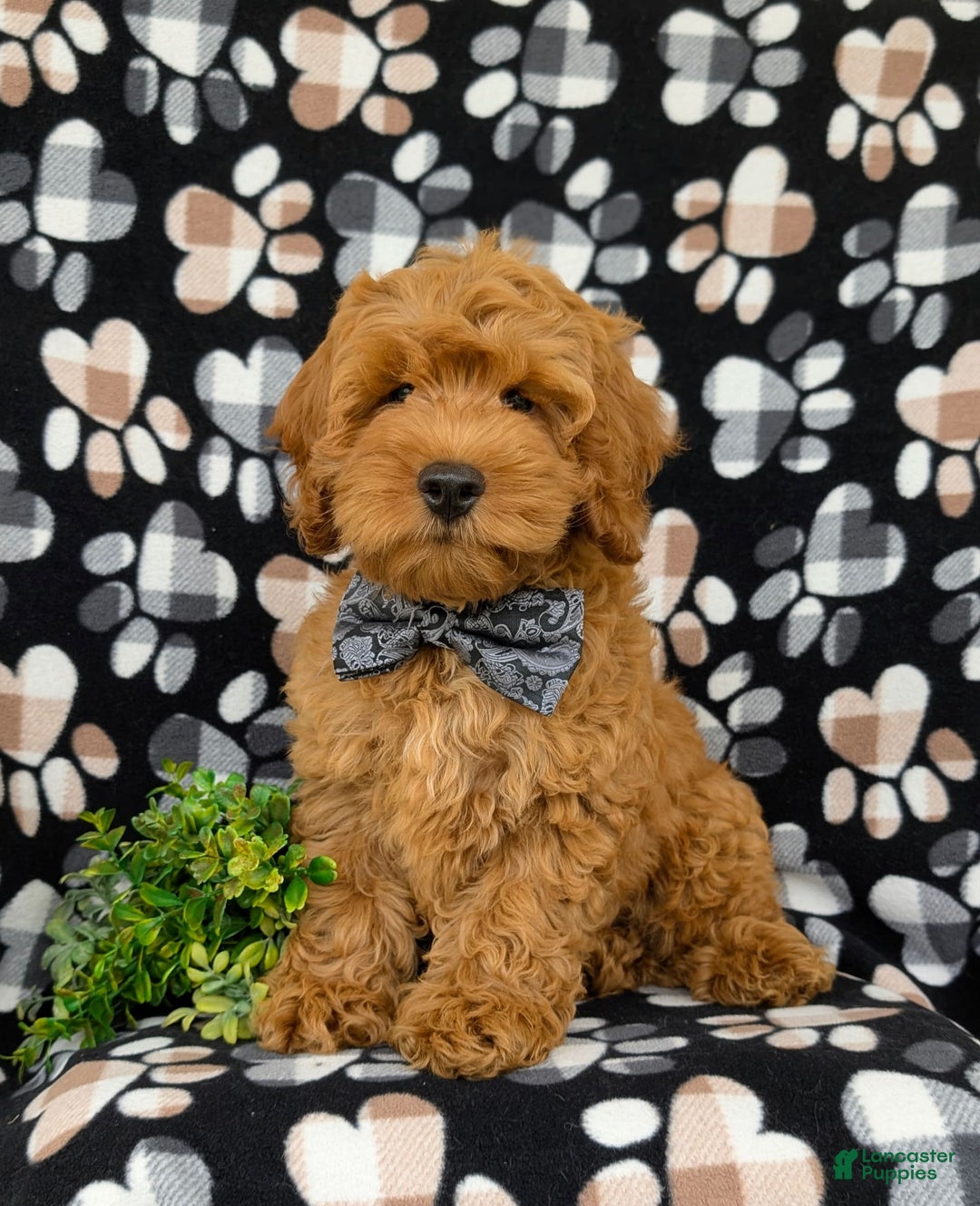 Cockapoo dogs for sale: Ferguson - Image 7