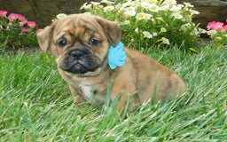 English Bulldog dogs for sale: Teddy - Image 9