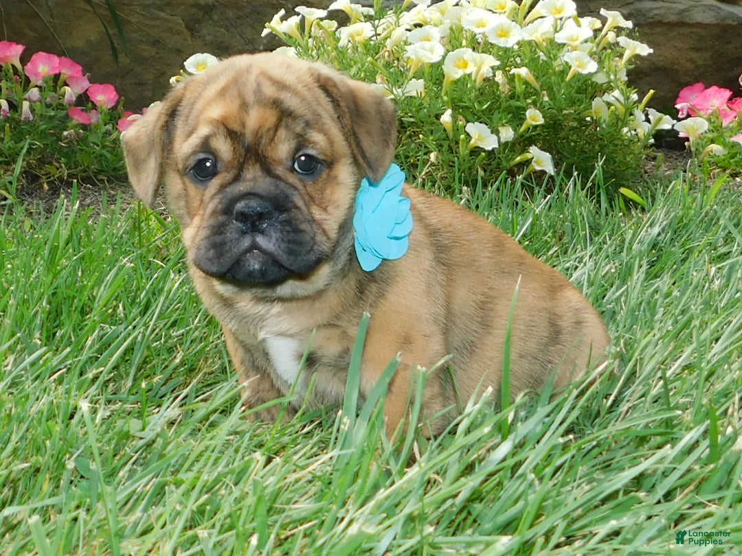 English Bulldog dogs for sale: Teddy - Image 9