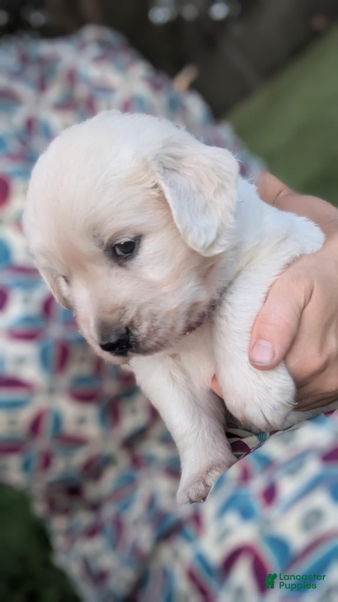 Golden Retriever dogs for sale: Jade - Image 2