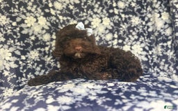 Cockapoo dogs for sale: Birdie - Image 6