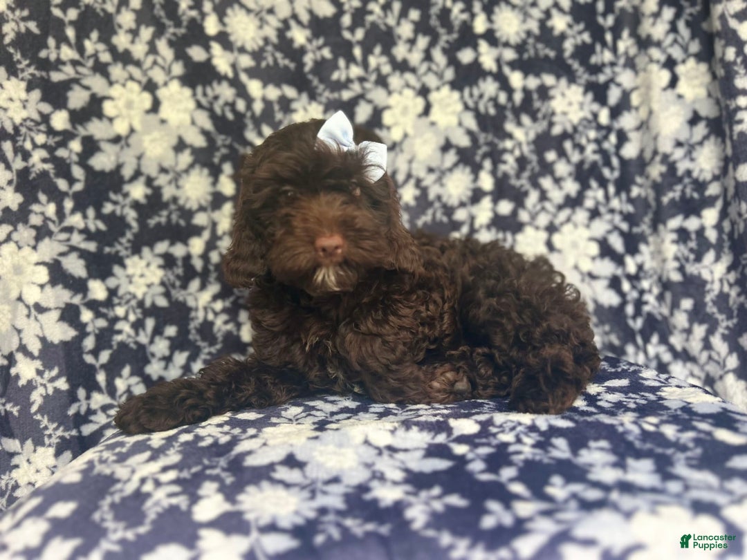 Cockapoo dogs for sale: Birdie - Image 6