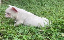French Bulldog dogs for sale: Yang - Image 1