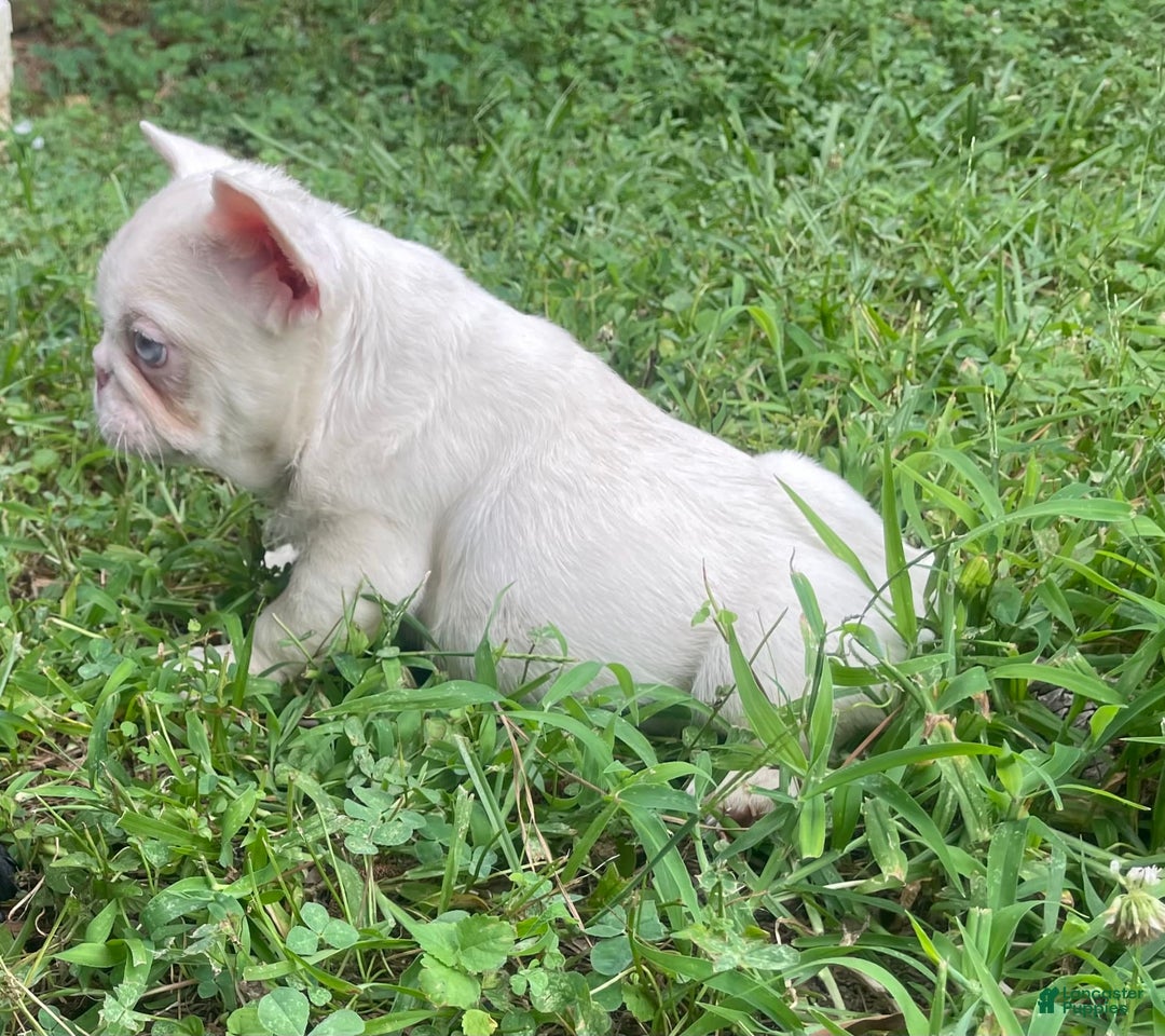 French Bulldog dogs for sale: Yang - Image 1