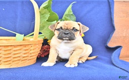 Pug dogs for sale: Corki - Image 1