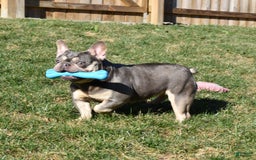 French Bulldog dogs for sale: Milton - Image 9