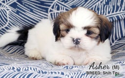 Shih Tzu dogs for sale: Asher - Image 1