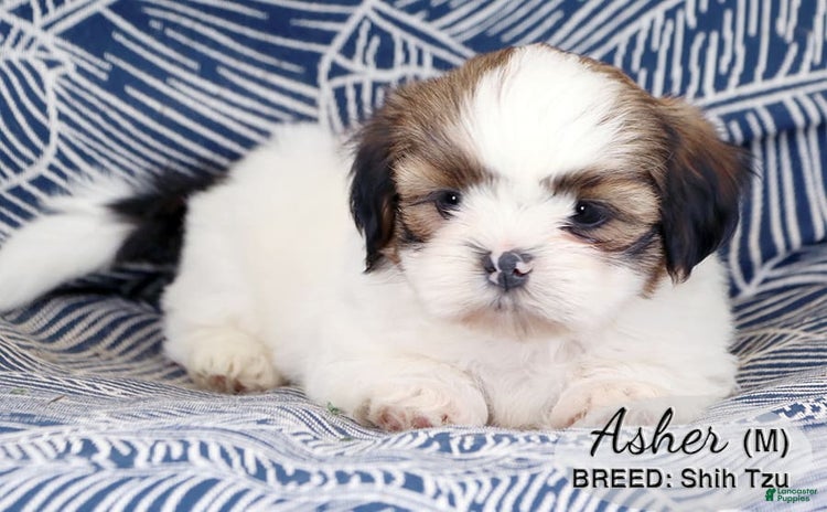 Shih Tzu dogs for sale - Ad 3
