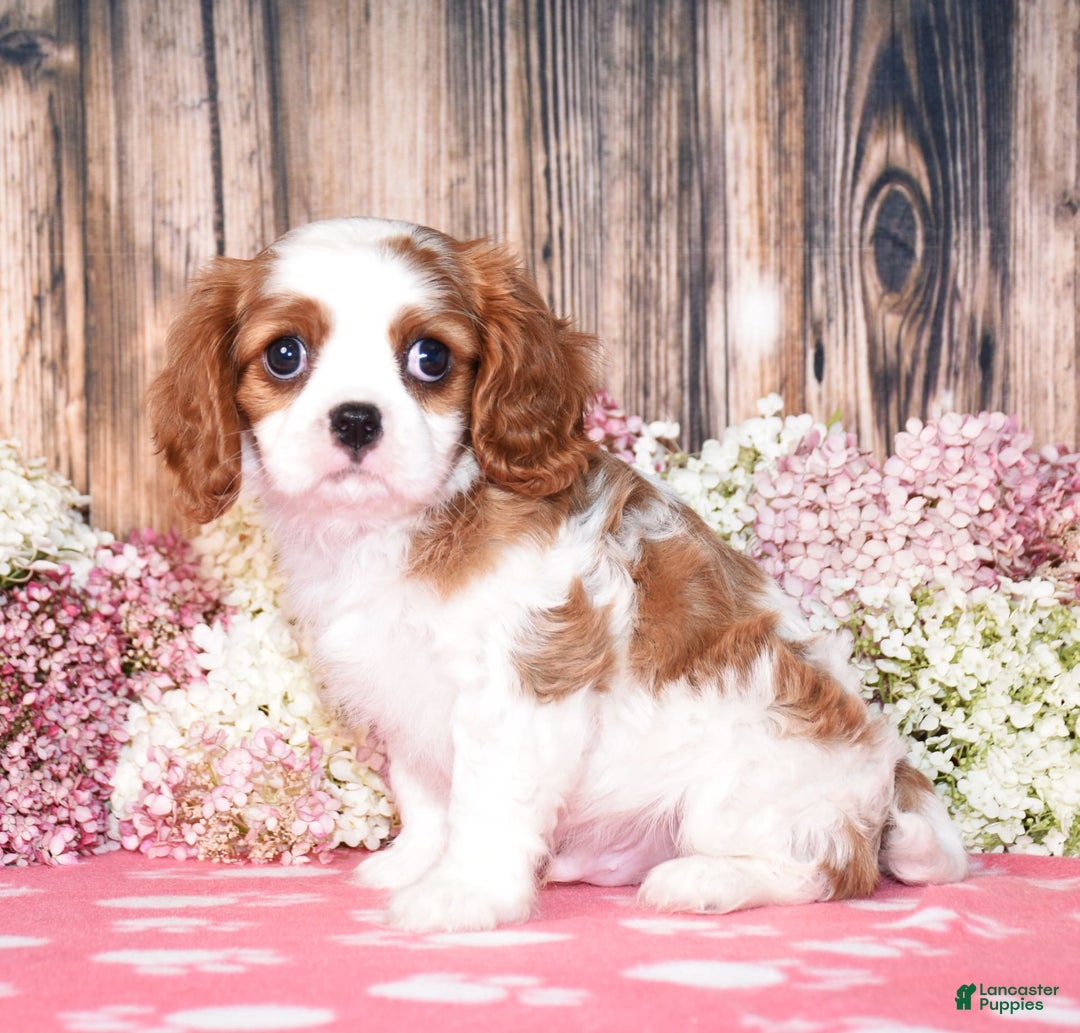 Cavalier King Charles Spaniel dogs for sale: Oscar - Image 8