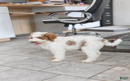 Goldendoodle dogs for sale: Scout - Image 4