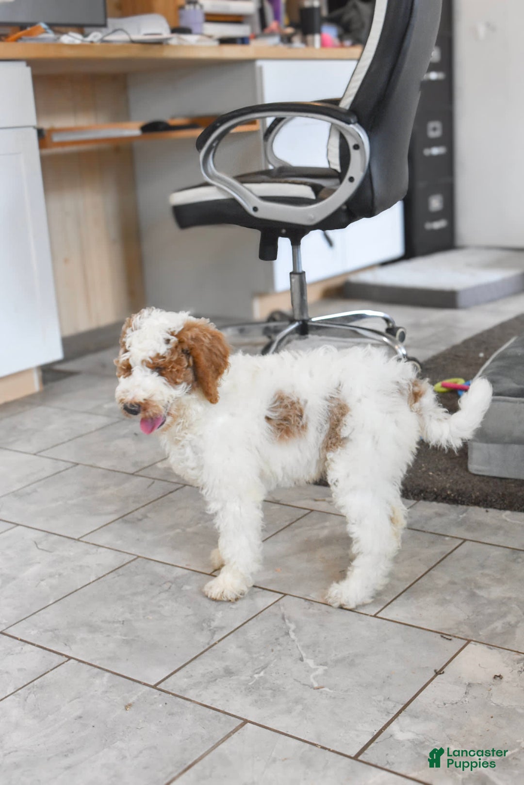 Goldendoodle dogs for sale: Scout - Image 4