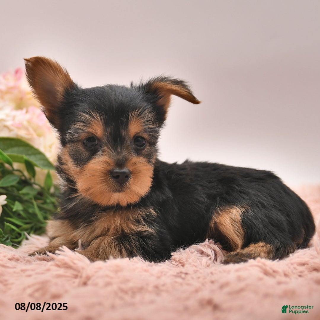 Yorkshire Terrier dogs for sale: Ricky - Image 3