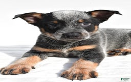 Australian Cattle Dog dogs for sale: Jasper - Image 5