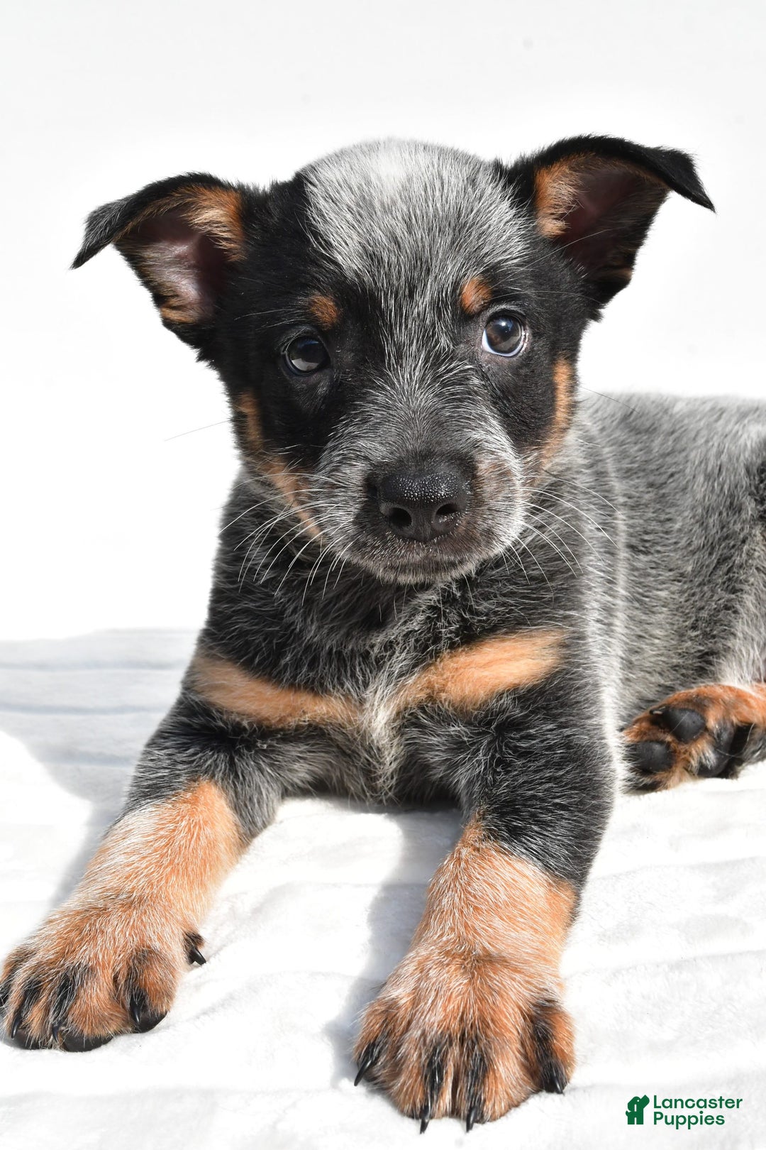 Australian Cattle Dog dogs for sale: Jasper - Image 5