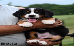 Bernese Mountain Dog dogs for sale: Bella - Image 2