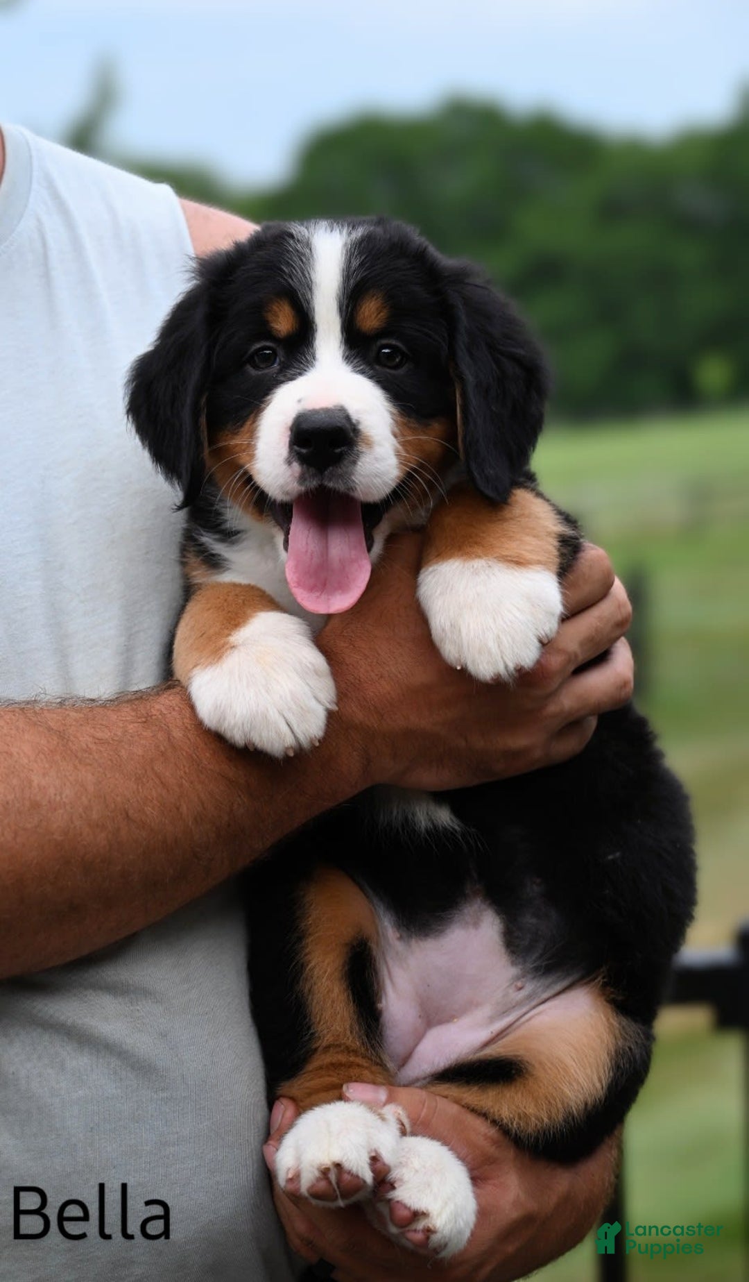 Bernese Mountain Dog dogs for sale: Bella - Image 2