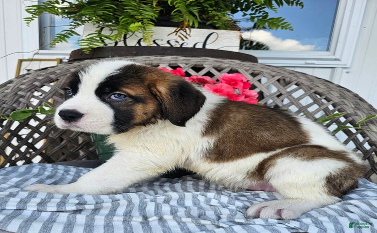 Saint Bernard dogs for sale - Ad 2