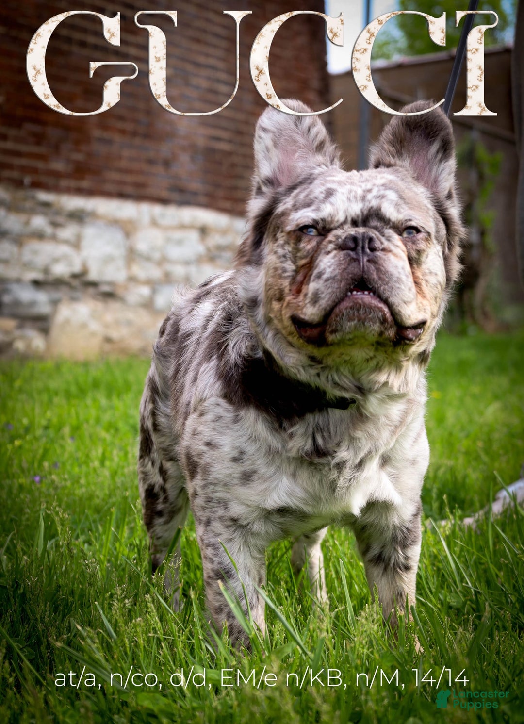 French Bulldog dogs for sale: Pynk - Image 8