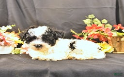 Miniature Poodle dogs for sale: Felix - Image 3