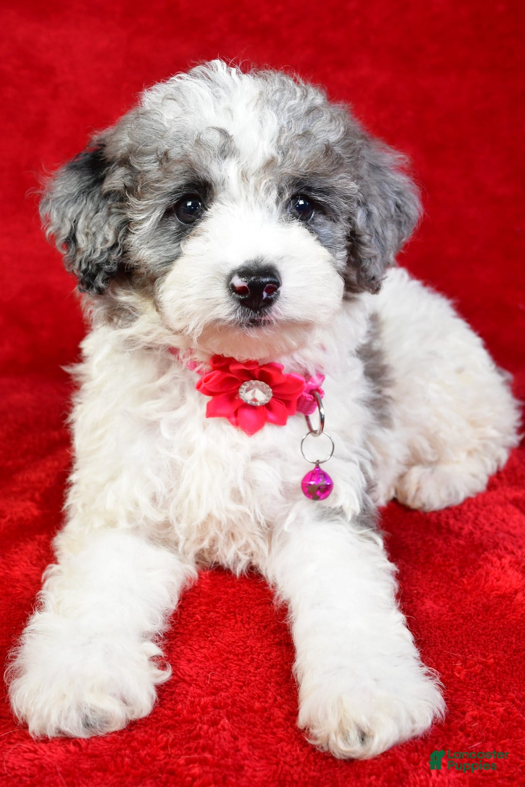 Miniature Poodle dogs for sale: Lola - Image 10