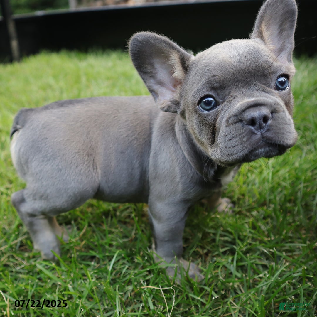 French Bulldog dogs for sale: Sky - Image 4