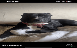 American Pit Bull Terrier dogs for sale: Cookie - Image 7
