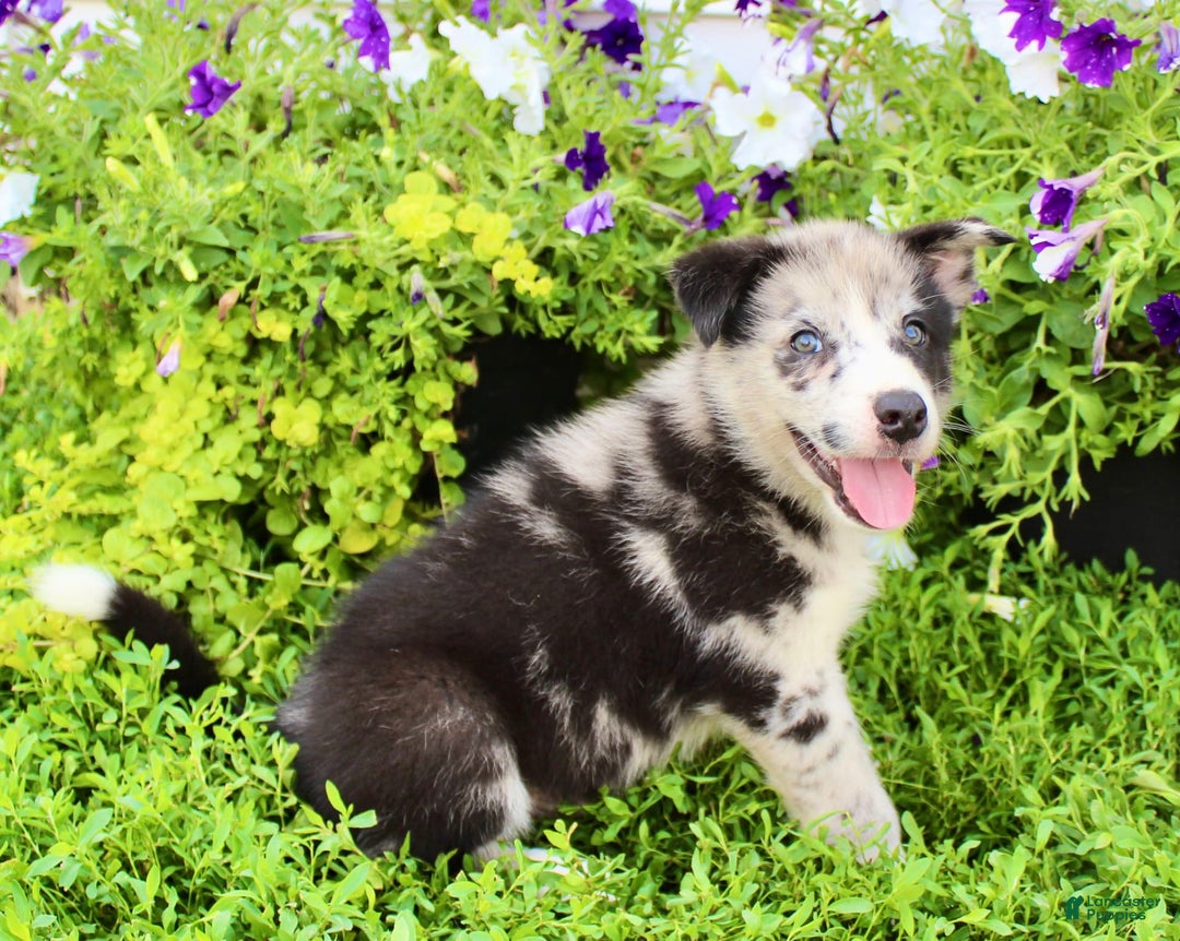 Australian Shepherd dogs for sale: Australian Shepherd 8 puppies - Image 9