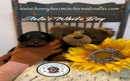 Mini Bernedoodle dogs for sale: Aelas White Boy - Image 1
