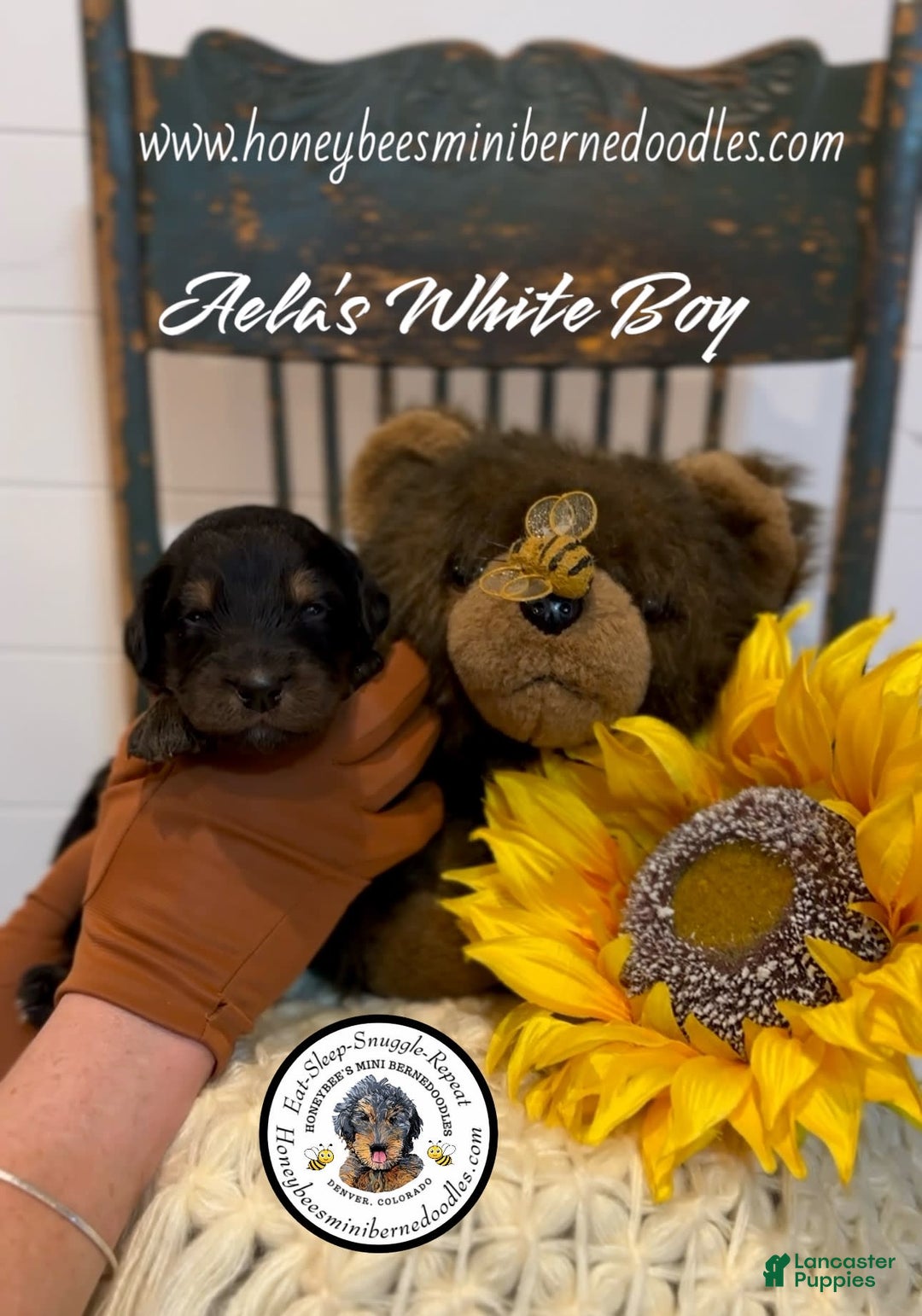 Mini Bernedoodle dogs for sale: Aelas White Boy - Image 1