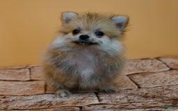 Pomeranian dogs for sale: Charlie - Image 10