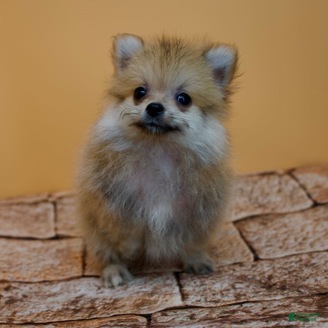 Pomeranian dogs for sale: Charlie - Image 10