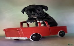 Frenchton dogs for sale: Coal Dna Clear - Image 2