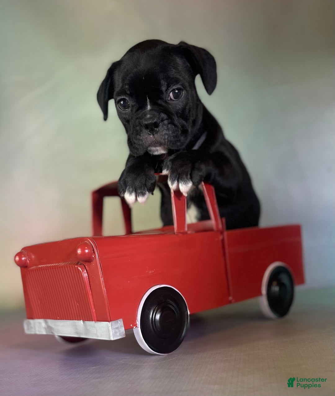 Frenchton dogs for sale: Coal Dna Clear - Image 2