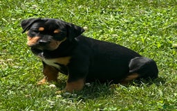 Olde English Bulldogge dogs for sale: Iris - Image 3