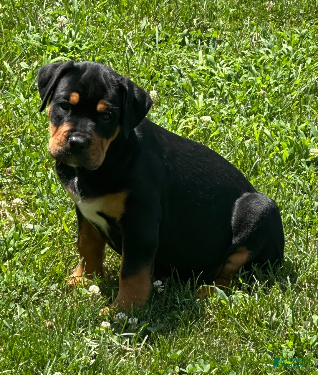 Olde English Bulldogge dogs for sale: Iris - Image 3