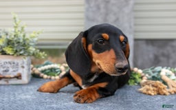 Miniature Dachshund dogs for sale: Onyx - Image 5