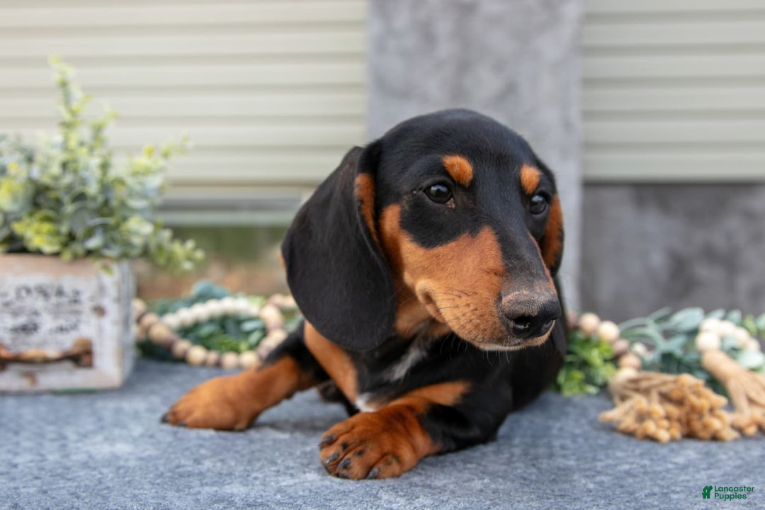 Miniature Dachshund dogs for sale: Onyx - Image 5