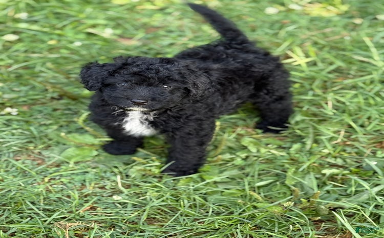 Pomapoo dogs for sale - Ad 2