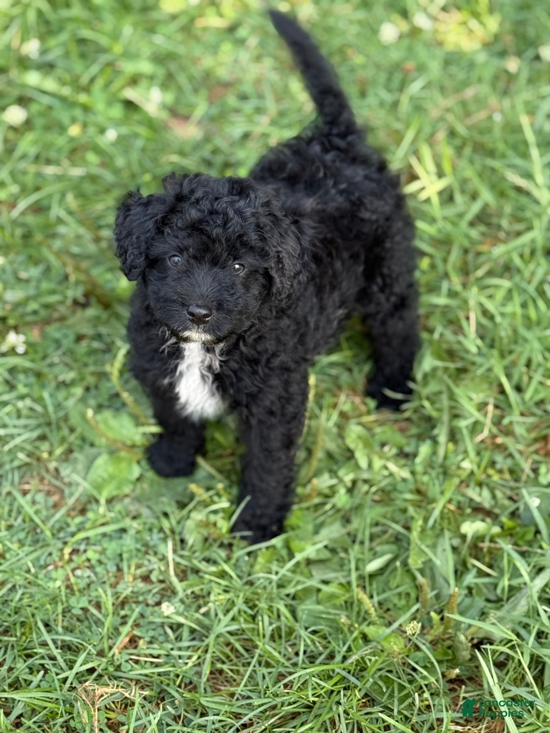 Pomapoo dogs for sale: Poo bear - Image 1