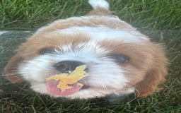 Cavachon dogs for sale: Paws - Image 2