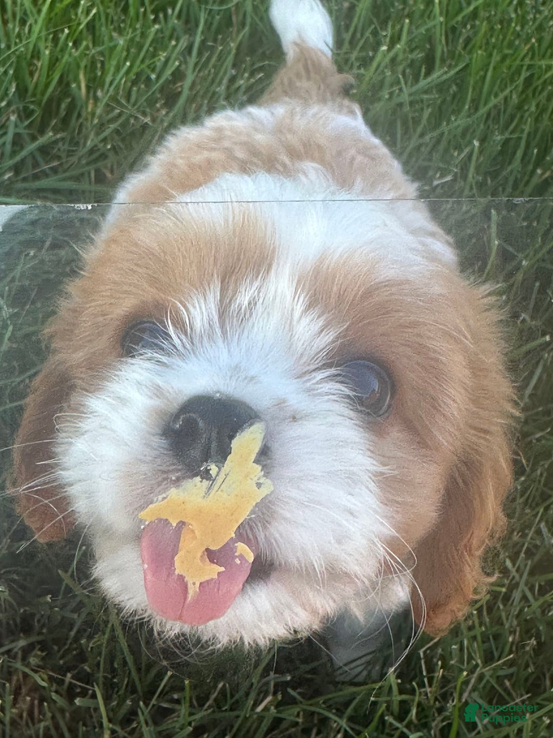 Cavachon dogs for sale: Paws - Image 2