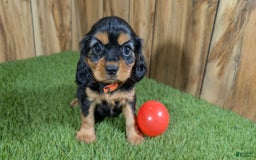 Cavalier King Charles Spaniel dogs for sale: Brin Girl 3 - Image 2