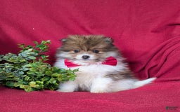 Pomeranian dogs for sale: Pearson Small - Image 9