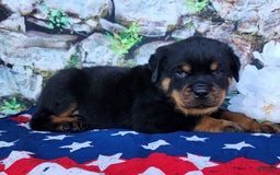 Rottweiler dogs for sale: Rottweiler 3 puppies - Image 11