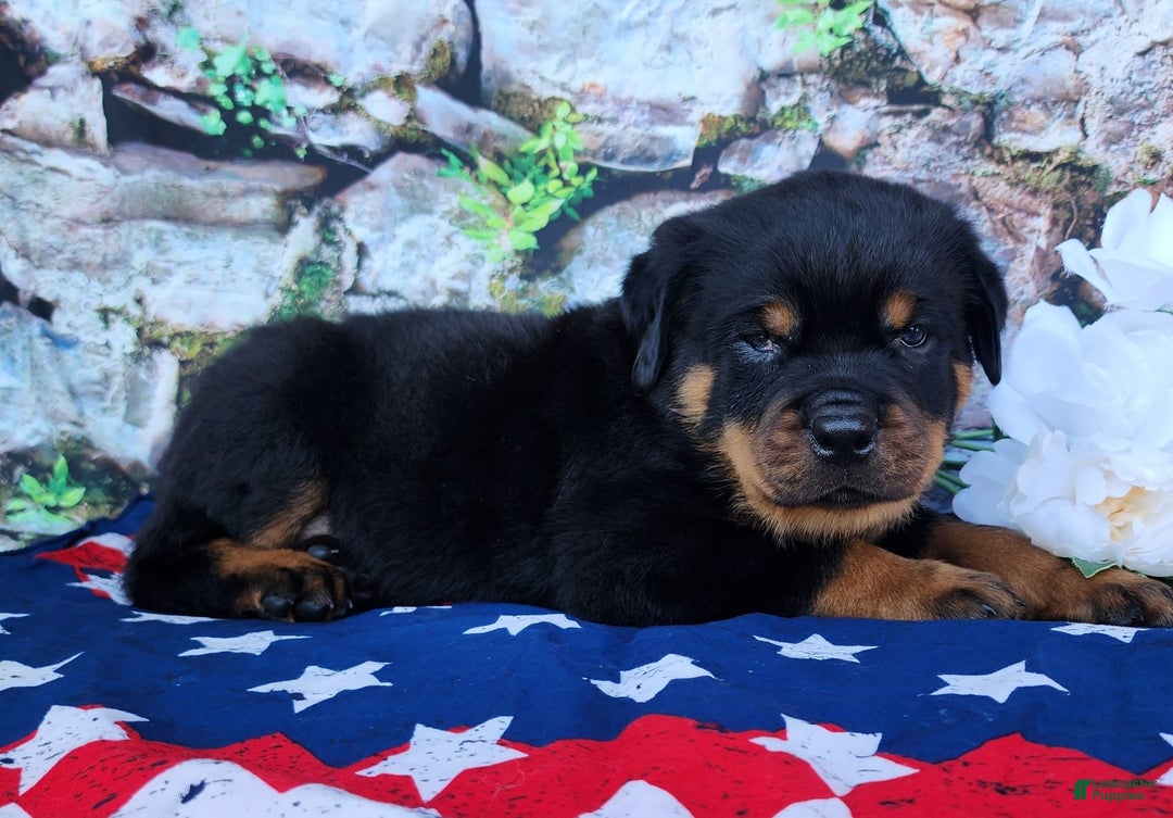 Rottweiler dogs for sale: Rottweiler 3 puppies - Image 11