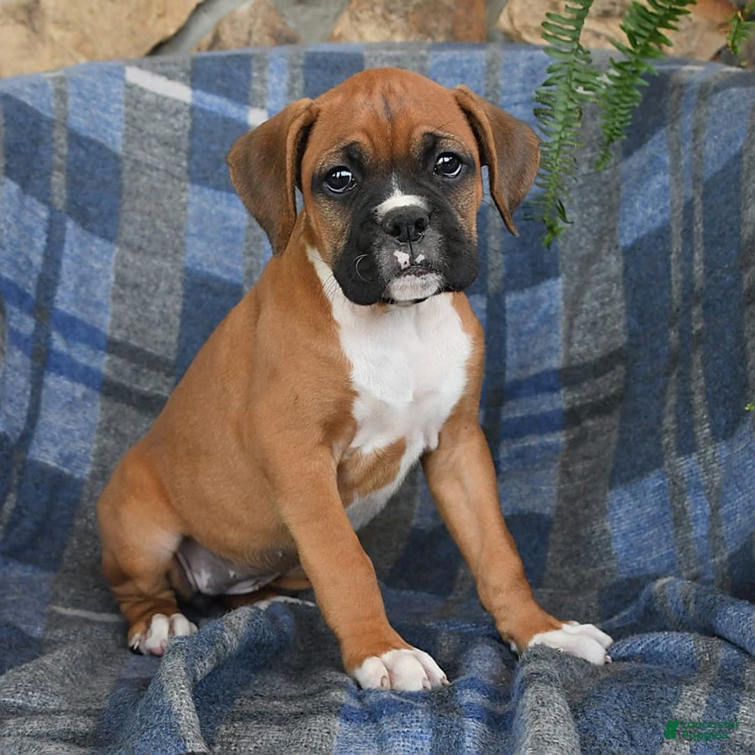 Boxer dogs for sale: Willow - Image 8