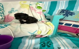 French Bulldog dogs for sale: Akc Black - Image 10